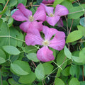 Buy Clematis viticella 'Margot Koster' online UK