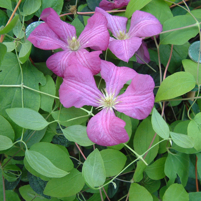 Buy Clematis viticella 'Margot Koster' online UK