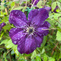 Buy Clematis viticella 'Night Veil' online UK