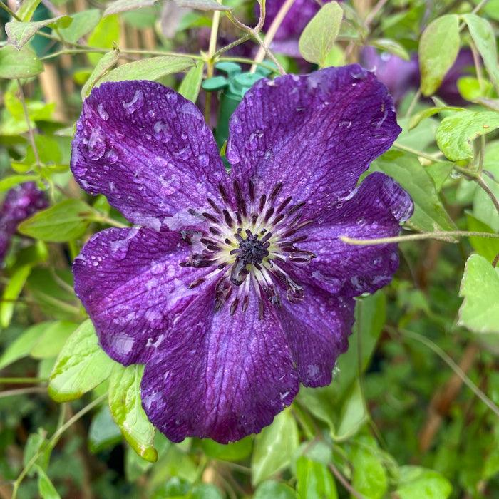 Buy Clematis viticella 'Night Veil' online UK
