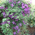 Buy Clematis viticella 'Polish Spirit' online UK