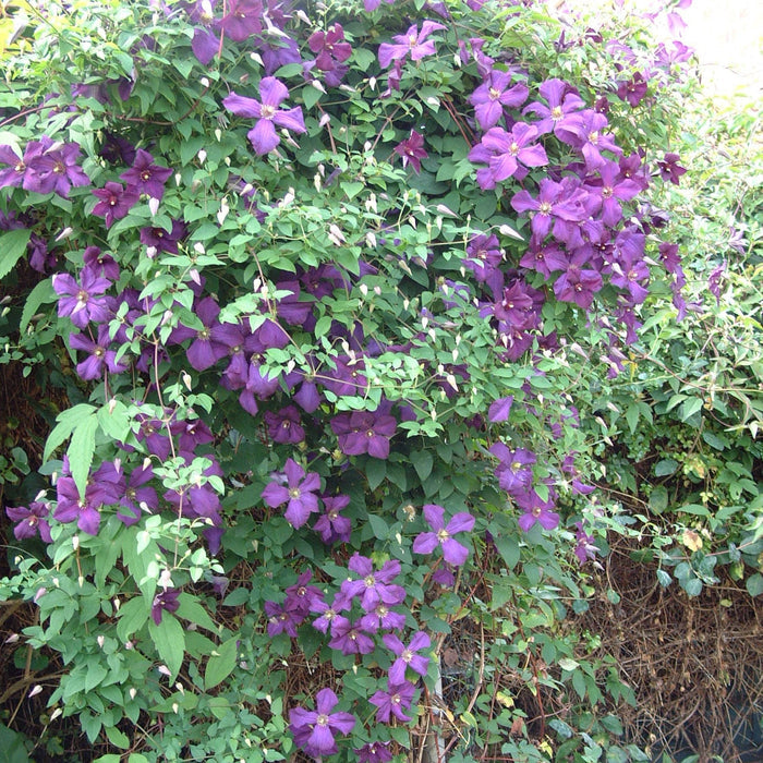 Buy Clematis viticella 'Polish Spirit' online UK