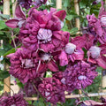 Buy Clematis viticella 'Purpurea Plena Elegans' online UK