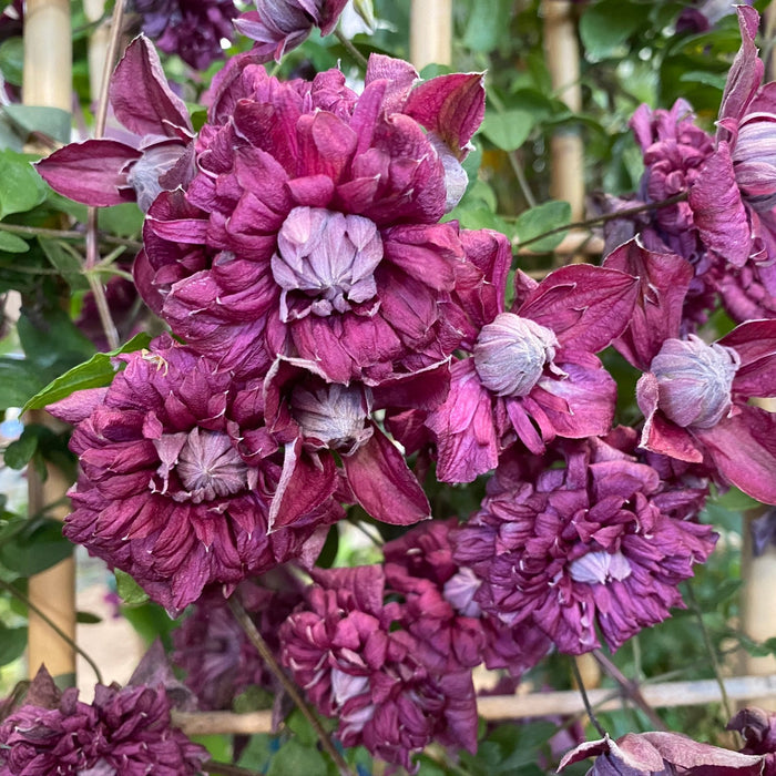 Buy Clematis viticella 'Purpurea Plena Elegans' online UK