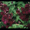 Buy Clematis viticella 'Royal Velours' online UK