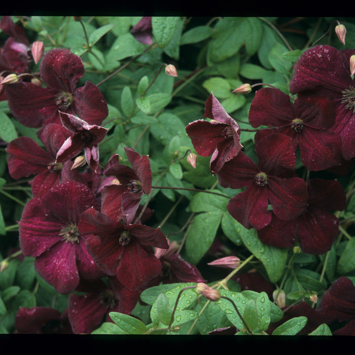Buy Clematis viticella 'Royal Velours' online UK