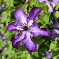 Clematis viticella 'Super Nova' flowering with purple and lilac petals