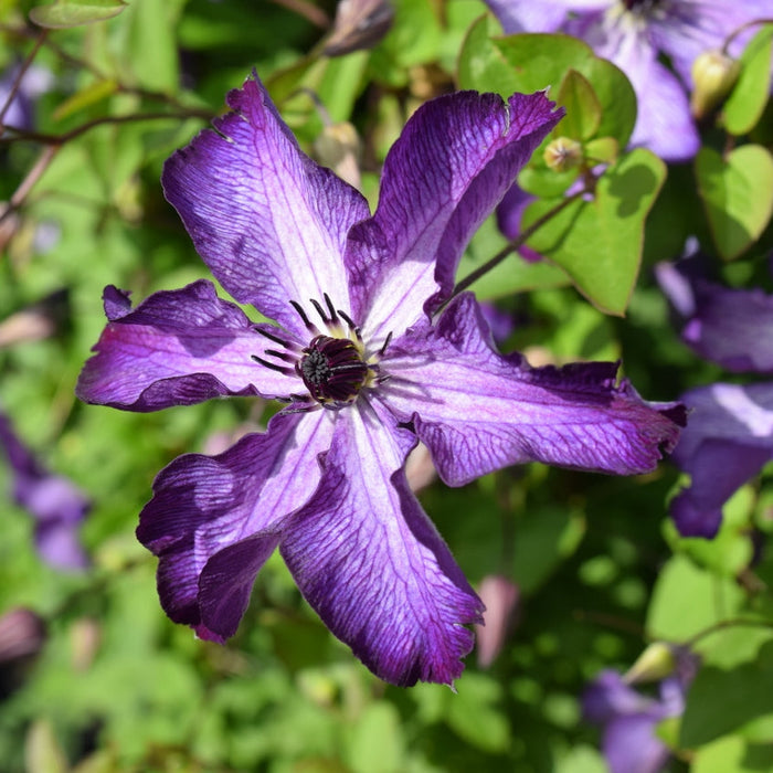 Clematis viticella 'Super Nova' flowering with purple and lilac petals