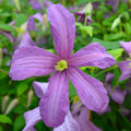 Buy Clematis viticella 'Valour' online UK
