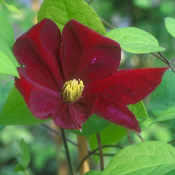Buy Clematis 'Voluceau' online UK