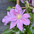 Buy Clematis 'Volunteer' (Evipo080) online UK