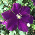 Buy Clematis 'Warsaw Nike' online UK