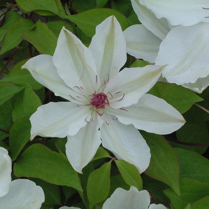 Clematis 'Wedding Day' flowering with white petals
