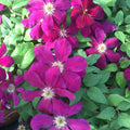Buy Clematis 'Westerplatte' online UK