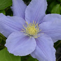 Buy Clematis 'Zara' (Evipo062) online UK