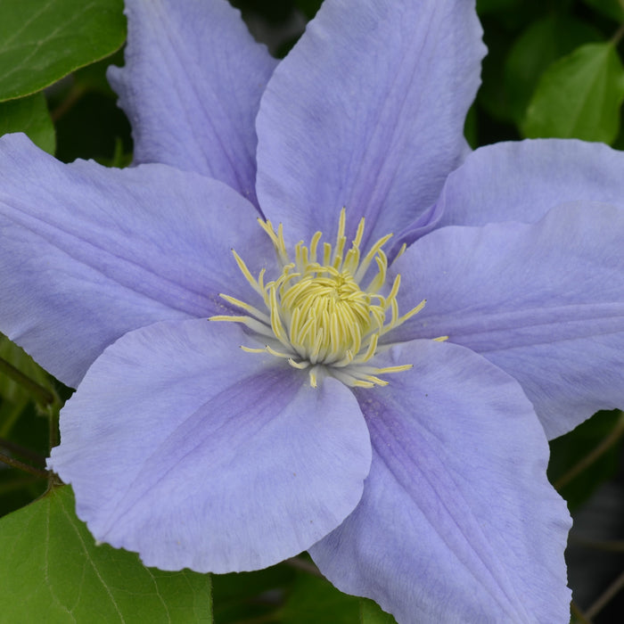 Buy Clematis 'Zara' (Evipo062) online UK