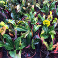 Buy Codiaeum variegatum 'Mammy' online UK
