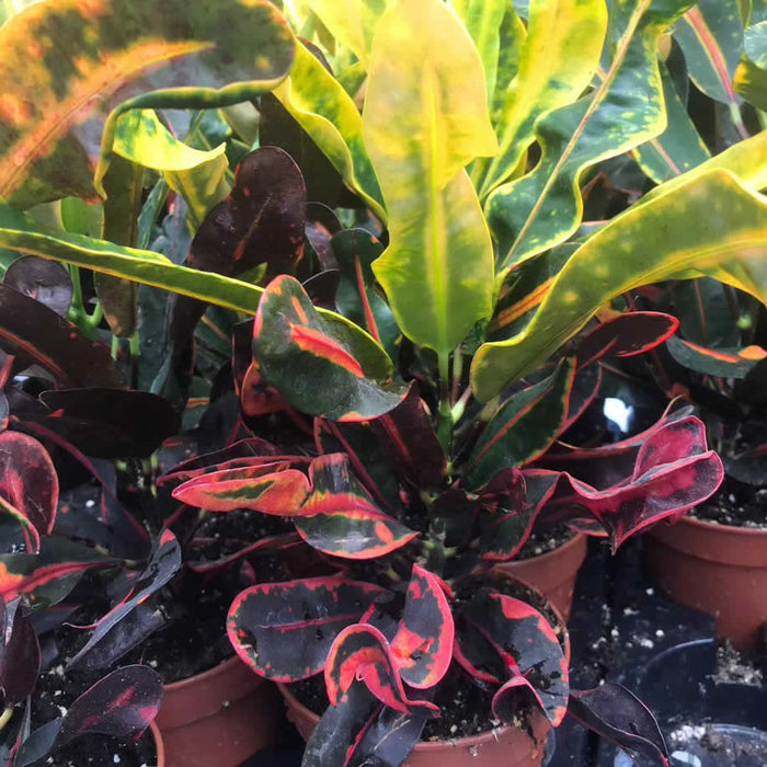 Buy Codiaeum variegatum 'Mammy' online UK