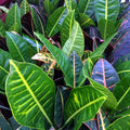 Buy Codiaeum variegatum 'Nervia' online UK