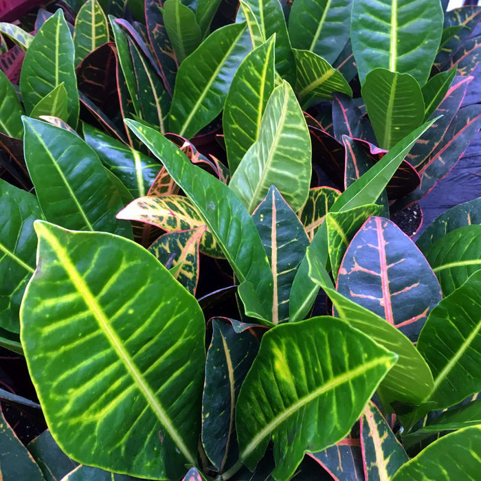 Buy Codiaeum variegatum 'Nervia' online UK