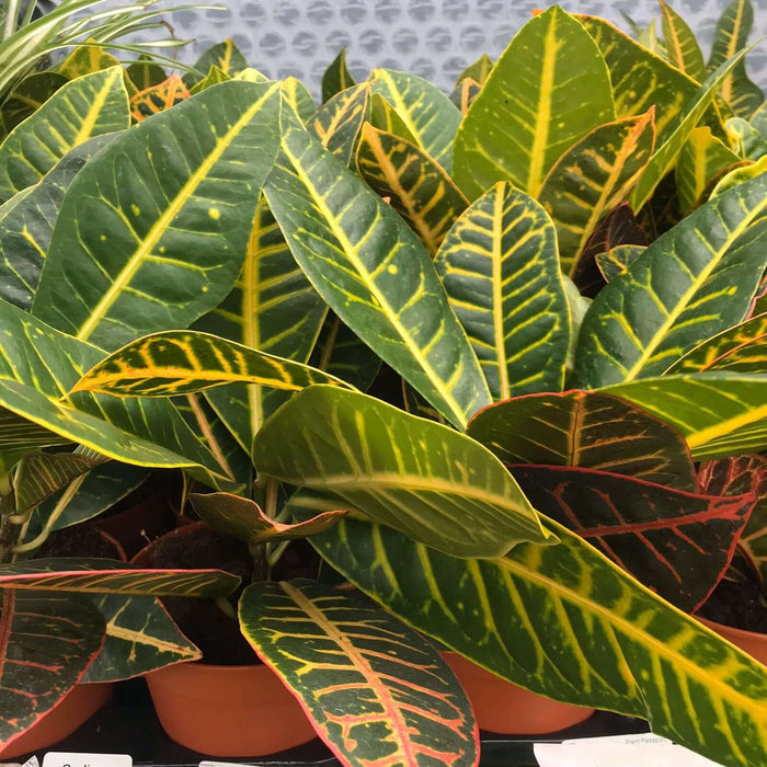 Buy Codiaeum variegatum 'Nervia' online UK