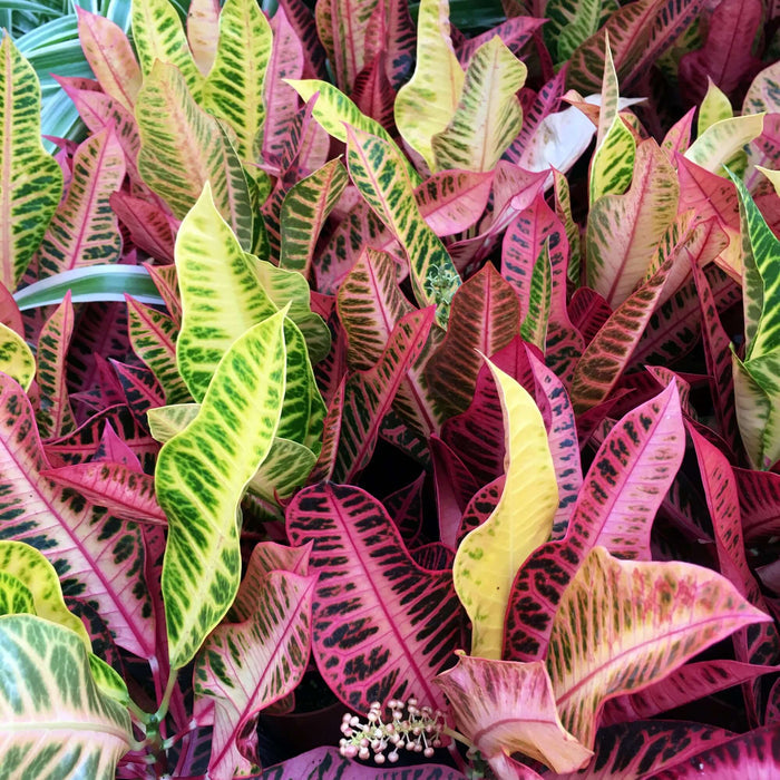 Buy Codiaeum variegatum 'Petra' online UK