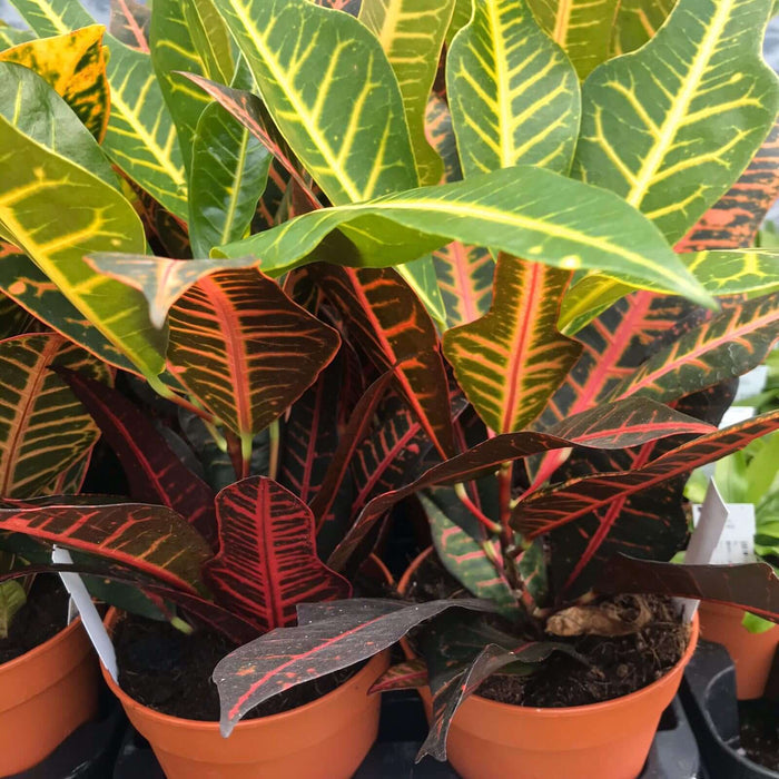 Buy Codiaeum variegatum 'Petra' online UK