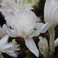 Buy Colchicum autumnale 'Alboplenum' Bulbs online UK