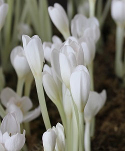 Buy Colchicum autumnale 'Album' Bulbs online UK