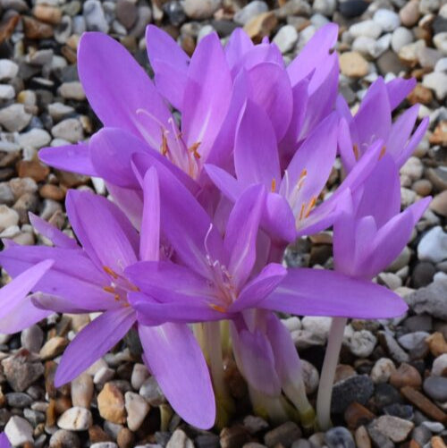 Buy Colchicum autumnale (Meadow Saffron) Bulbs online UK