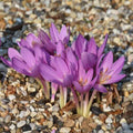 Buy Colchicum autumnale 'Nancy Lindsay' Bulbs online UK