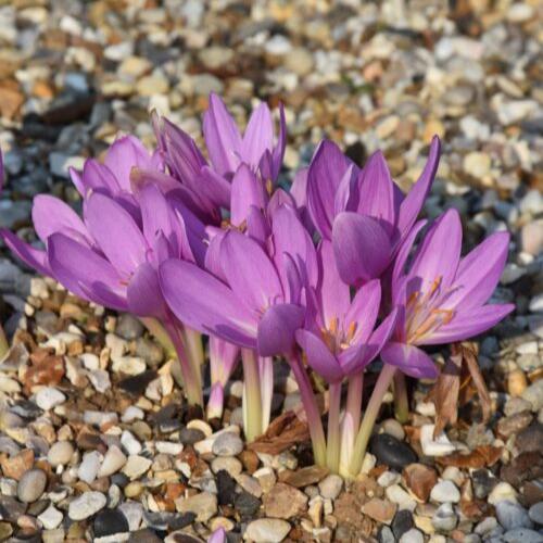 Buy Colchicum autumnale 'Nancy Lindsay' Bulbs online UK