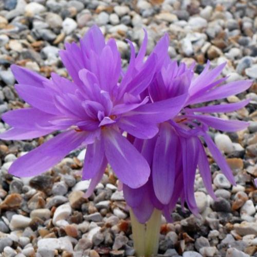Buy Colchicum autumnale 'Pleniflorum' Bulbs online UK