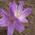 Buy Colchicum bivonae 'Mount Giona' Bulbs online UK