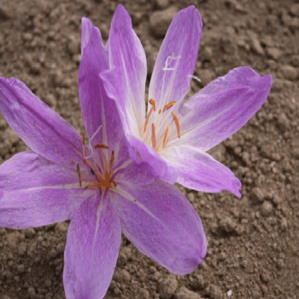 Buy Colchicum bivonae 'Mount Giona' Bulbs online UK