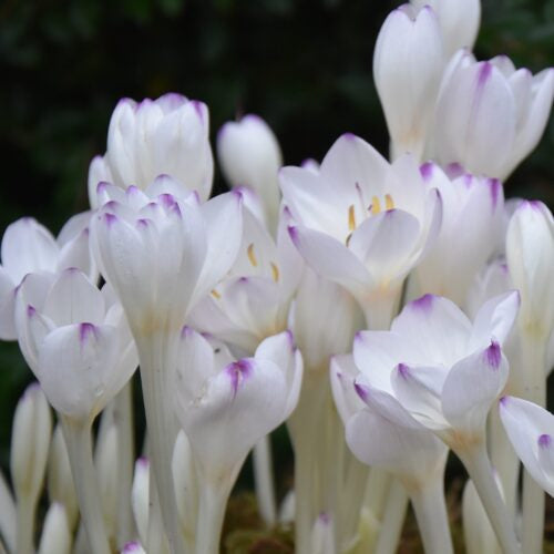 Buy Colchicum byzantinum 'Innocence' Bulbs online UK