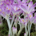 Buy Colchicum cilicicum 'Purpureum' Bulbs online UK