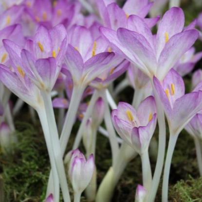 Buy Colchicum cilicicum 'Purpureum' Bulbs online UK