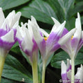 Buy Colchicum 'Harlekijn' Bulbs online UK