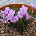 Buy Colchicum hungaricum (Hungarian Crocus) Bulbs online UK