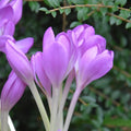 Buy Colchicum 'Lilac Wonder' Bulbs online UK
