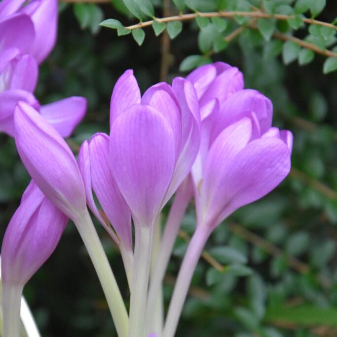 Buy Colchicum 'Lilac Wonder' Bulbs online UK