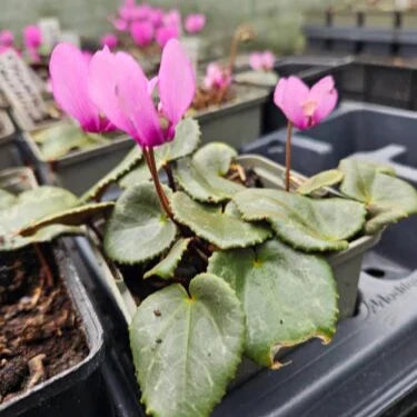 Buy Colchicum sp. Bulbs online UK
