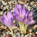 Buy Colchicum 'Spartacus' Bulbs online UK