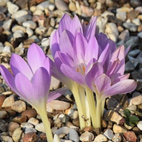 Buy Colchicum 'Spartacus' Bulbs online UK