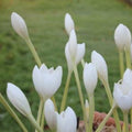 Buy Colchicum speciosum 'Album' Bulbs online UK