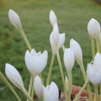 Buy Colchicum speciosum 'Album' Bulbs online UK