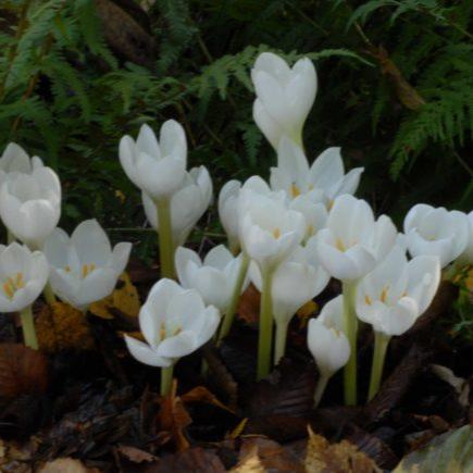 Buy Colchicum speciosum 'Album' Bulbs online UK