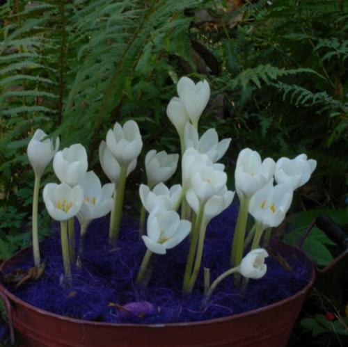 Buy Colchicum speciosum 'Album' Bulbs online UK