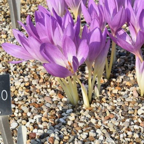 Buy Colchicum 'The Giant' Bulbs online UK